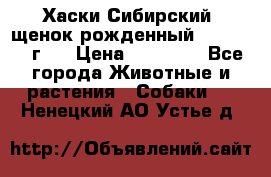 Хаски Сибирский (щенок рожденный 20.03.2017г.) › Цена ­ 25 000 - Все города Животные и растения » Собаки   . Ненецкий АО,Устье д.